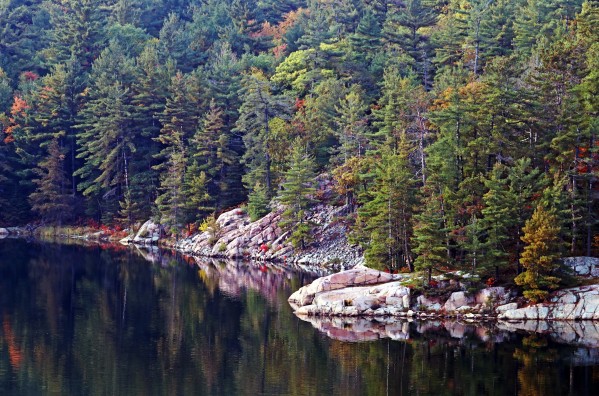 Pine Laden Shore George Lake by Deb Oppermann